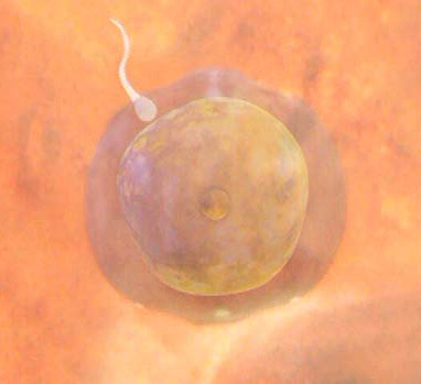  Сперматозоид проникает в яйцеклетку